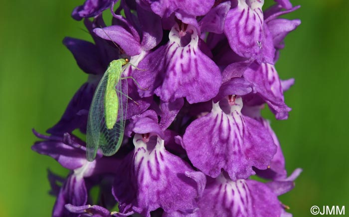 Dactylorhiza bucovina