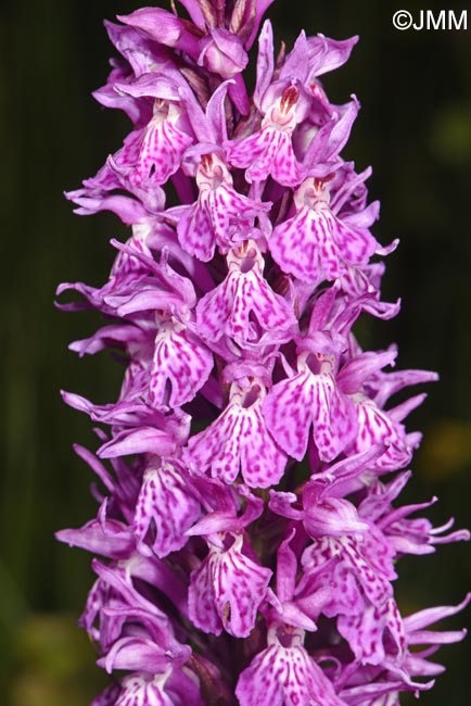 Dactylorhiza bucovina