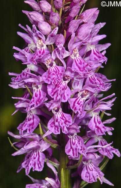 Dactylorhiza bucovina