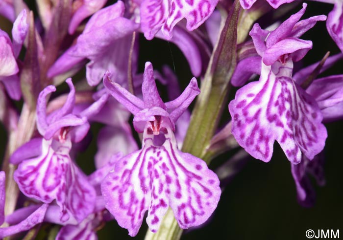 Dactylorhiza bucovina