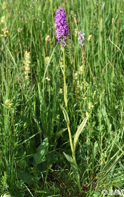 Dactylorhiza bucovina