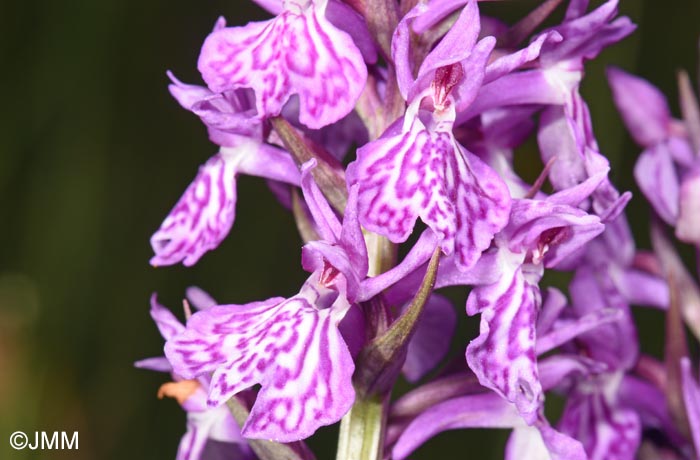 Dactylorhiza bucovina