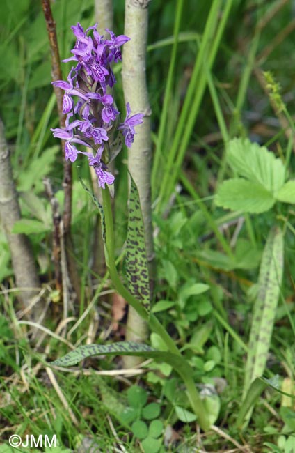 Dactylorhiza carpatica
