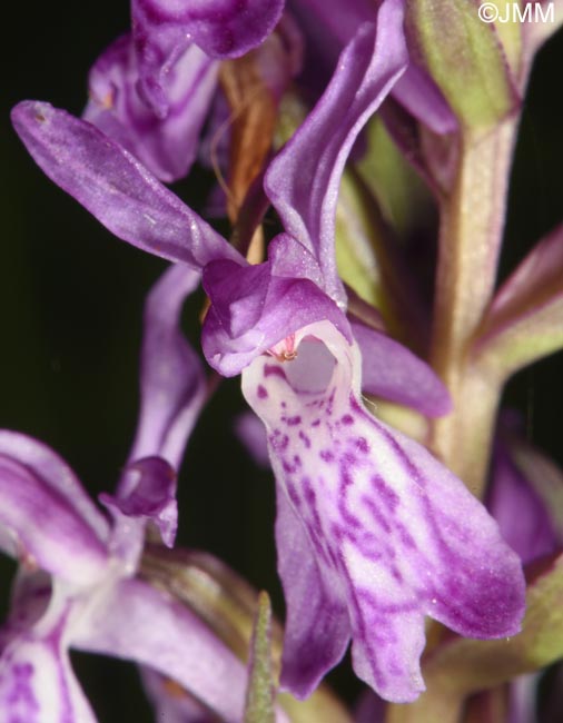 Dactylorhiza carpatica
