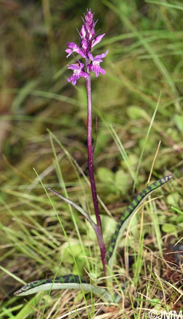 Dactylorhiza carpatica