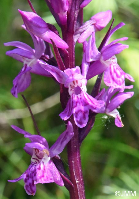 Dactylorhiza carpatica