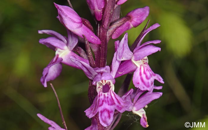 Dactylorhiza carpatica
