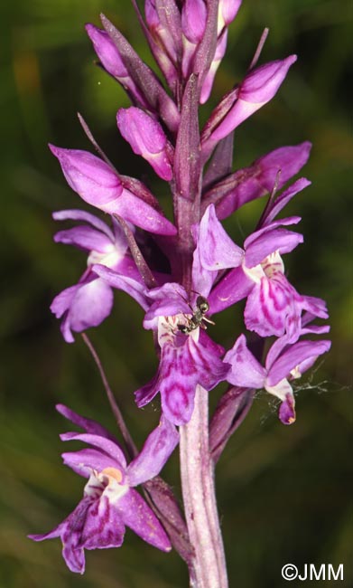 Dactylorhiza carpatica