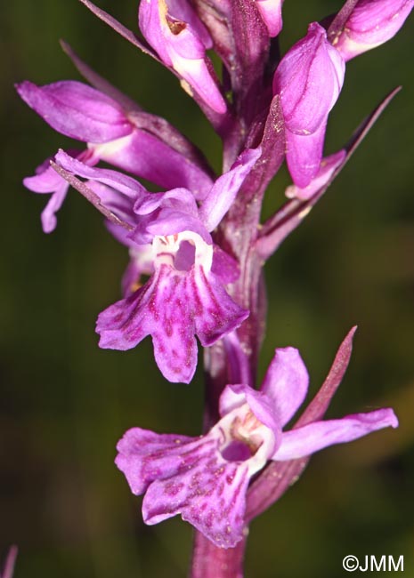 Dactylorhiza carpatica