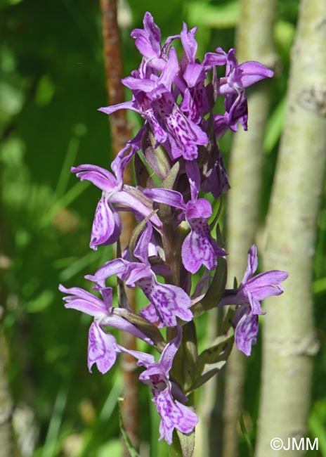 Dactylorhiza carpatica