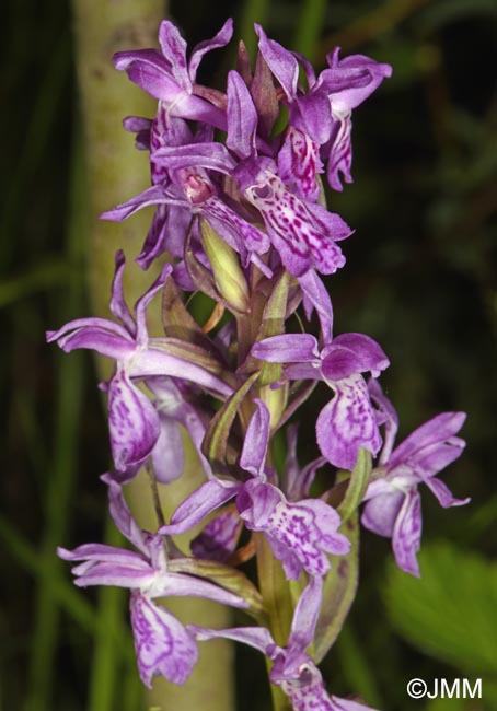 Dactylorhiza carpatica