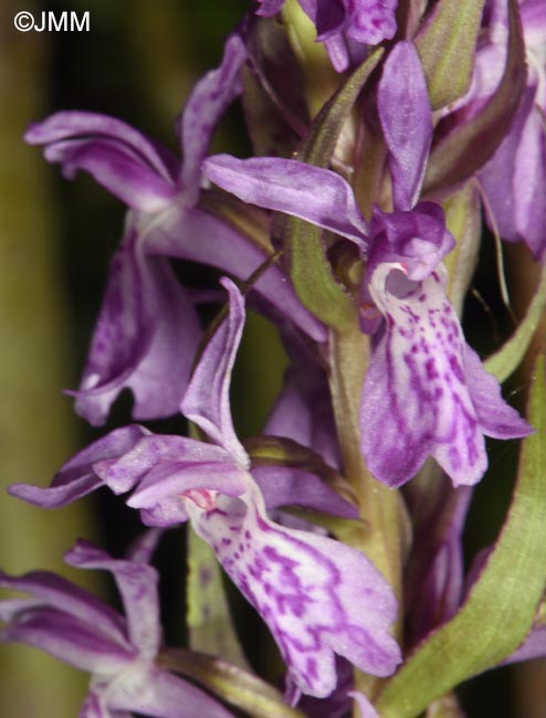 Dactylorhiza carpatica
