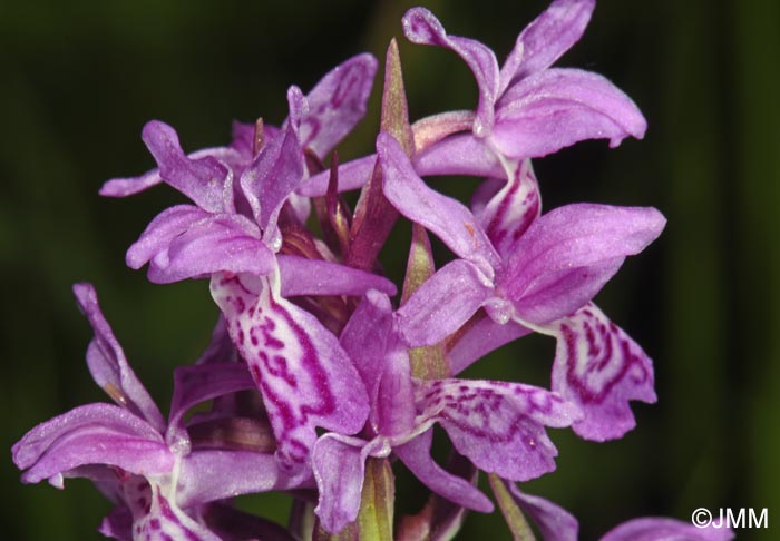 Dactylorhiza carpatica