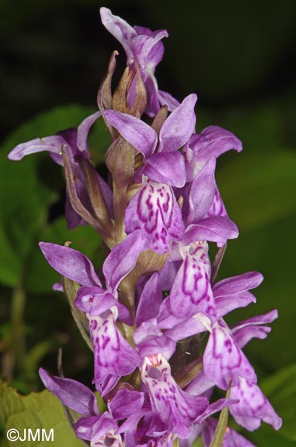 Dactylorhiza carpatica