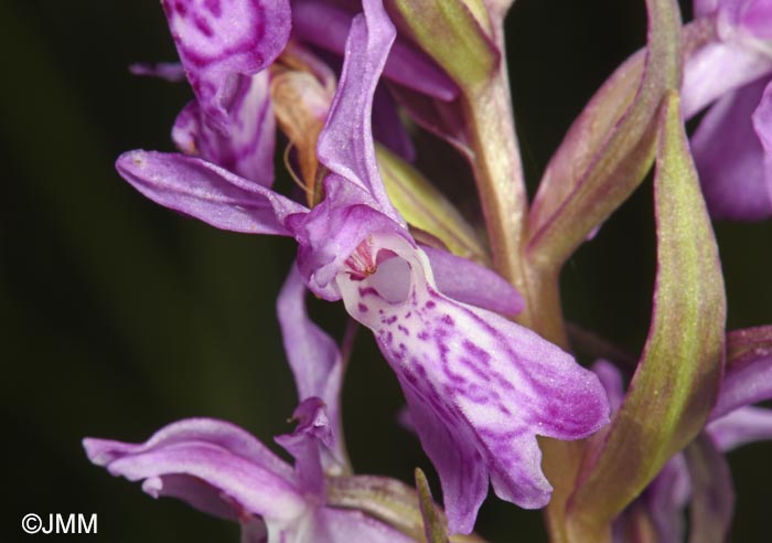 Dactylorhiza carpatica