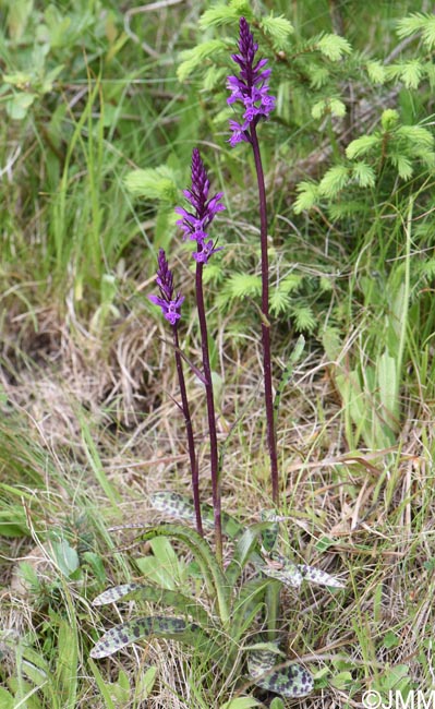 Dactylorhiza carpatica