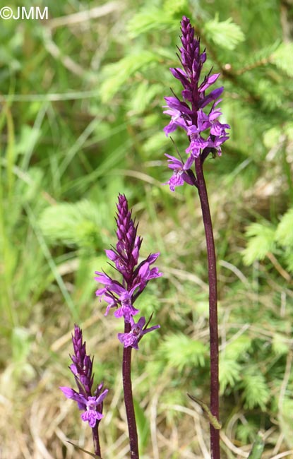 Dactylorhiza carpatica