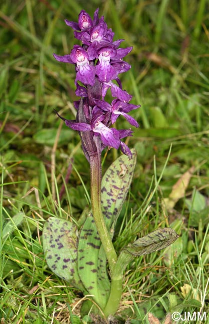 Dactylorhiza cordigera