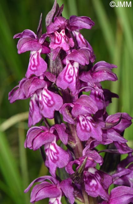 Dactylorhiza cordigera