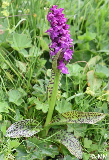 Dactylorhiza cordigera