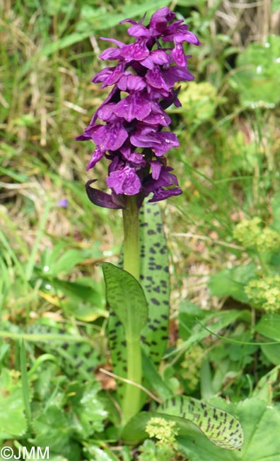 Dactylorhiza cordigera
