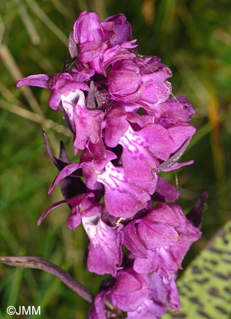 Dactylorhiza cordigera