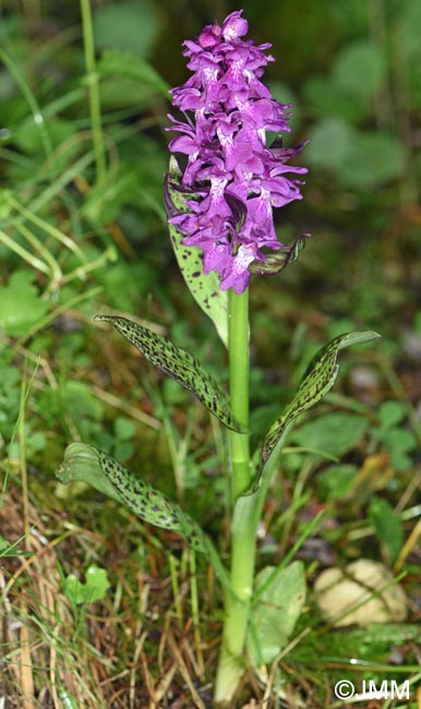 Dactylorhiza cordigera