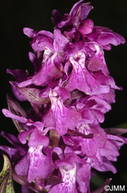 Dactylorhiza cordigera