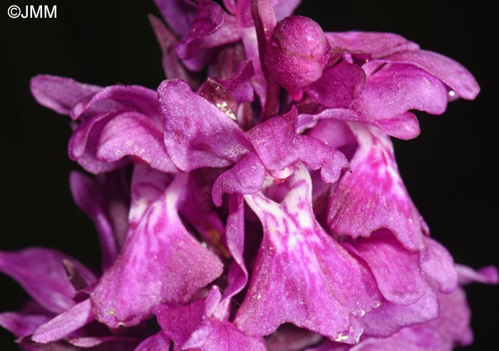 Dactylorhiza cordigera