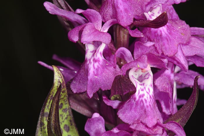 Dactylorhiza cordigera