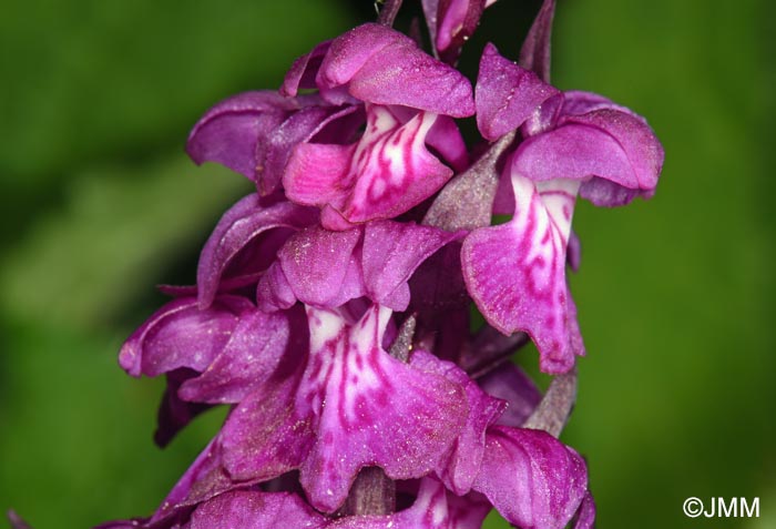 Dactylorhiza cordigera