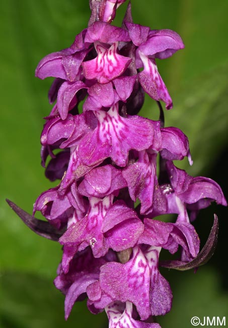 Dactylorhiza cordigera