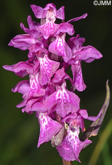 Dactylorhiza cordigera