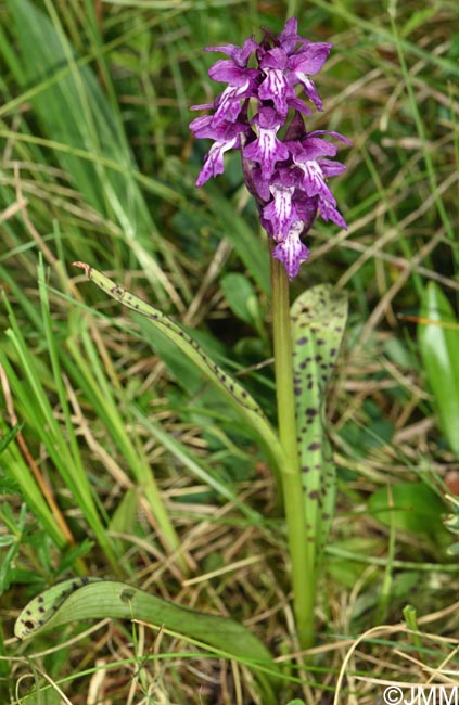 Dactylorhiza cordigera