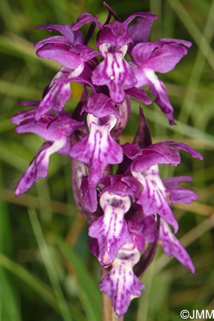 Dactylorhiza cordigera