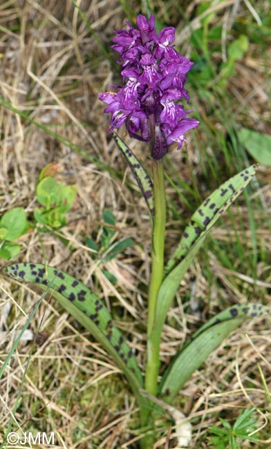 Dactylorhiza cordigera