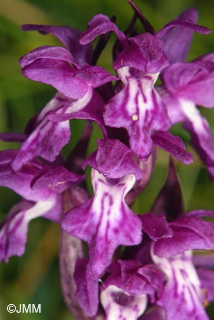 Dactylorhiza cordigera