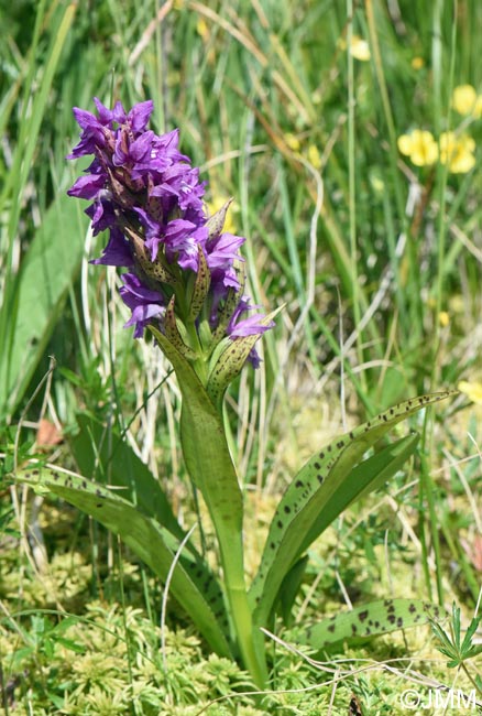 Dactylorhiza cordigera