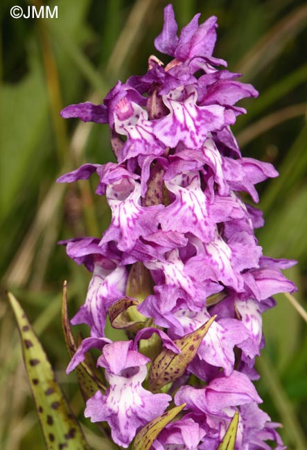 Dactylorhiza cordigera