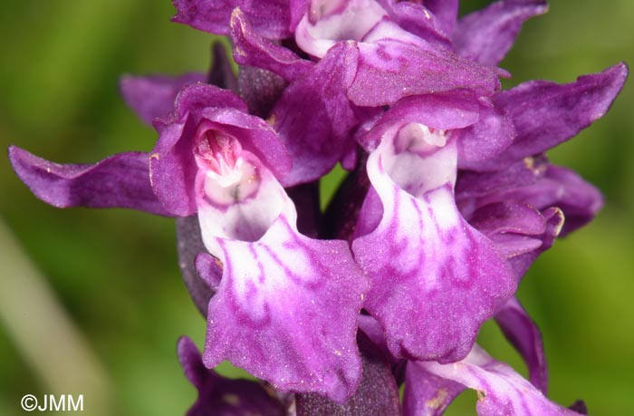 Dactylorhiza cordigera