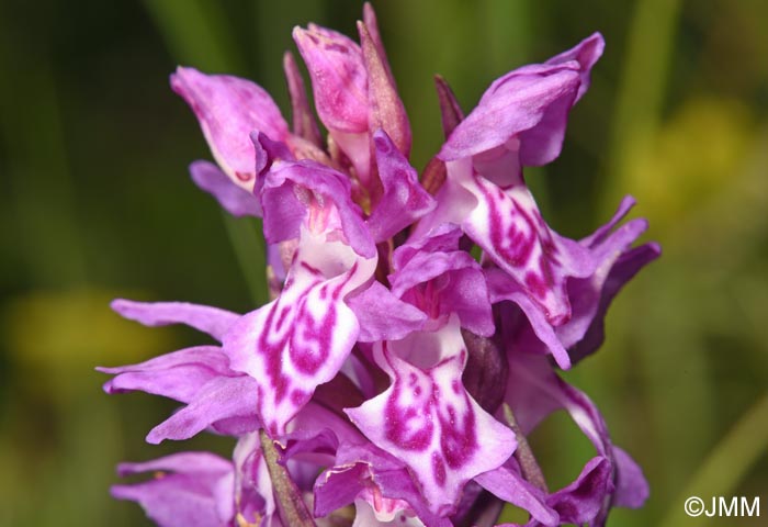 Dactylorhiza cordigera