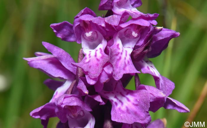 Dactylorhiza cordigera