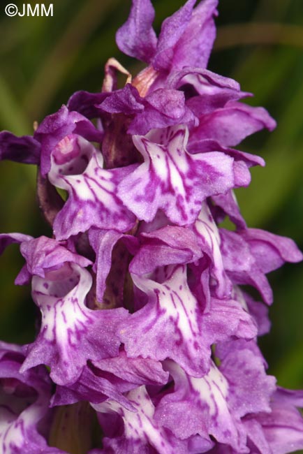 Dactylorhiza cordigera