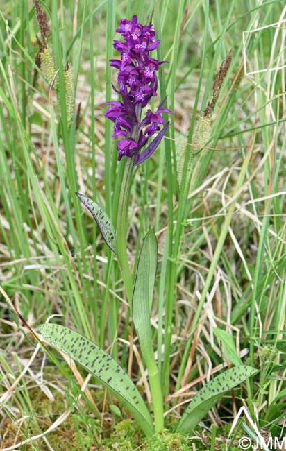Dactylorhiza cordigera