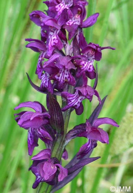 Dactylorhiza cordigera