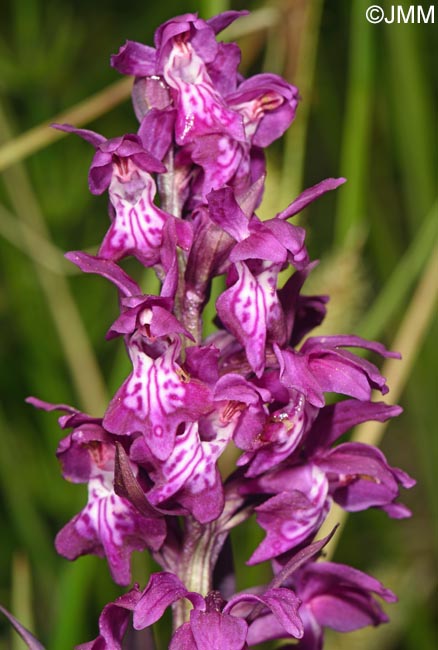 Dactylorhiza cordigera
