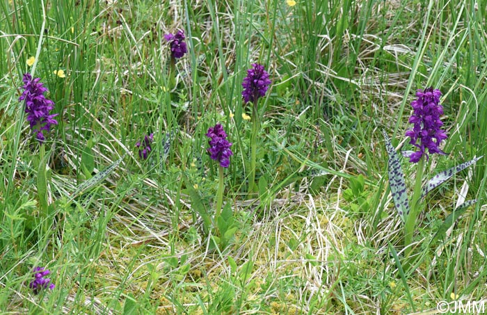 Dactylorhiza cordigera