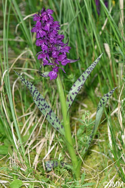 Dactylorhiza cordigera