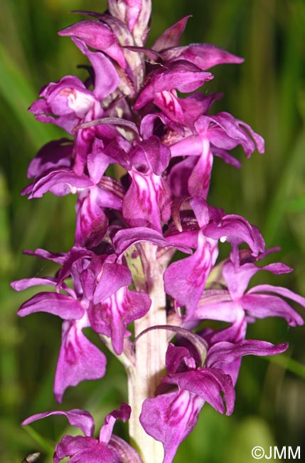 Dactylorhiza cordigera