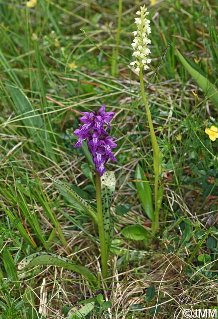 Dactylorhiza cordigera et Pseudorchis albida var. tricuspis